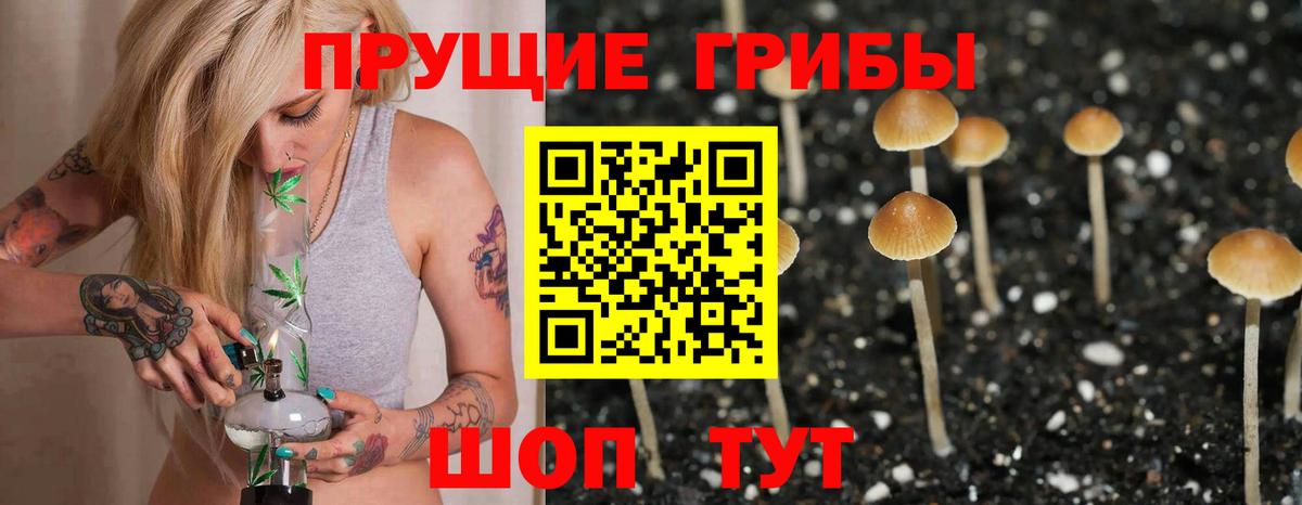 Псилоцибиновые грибы Psilocybine cubensis Елец